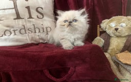 Persian cats for sale: Last kitten Ready Sat. Affectionate Persian Boy 🐾 - Image 19