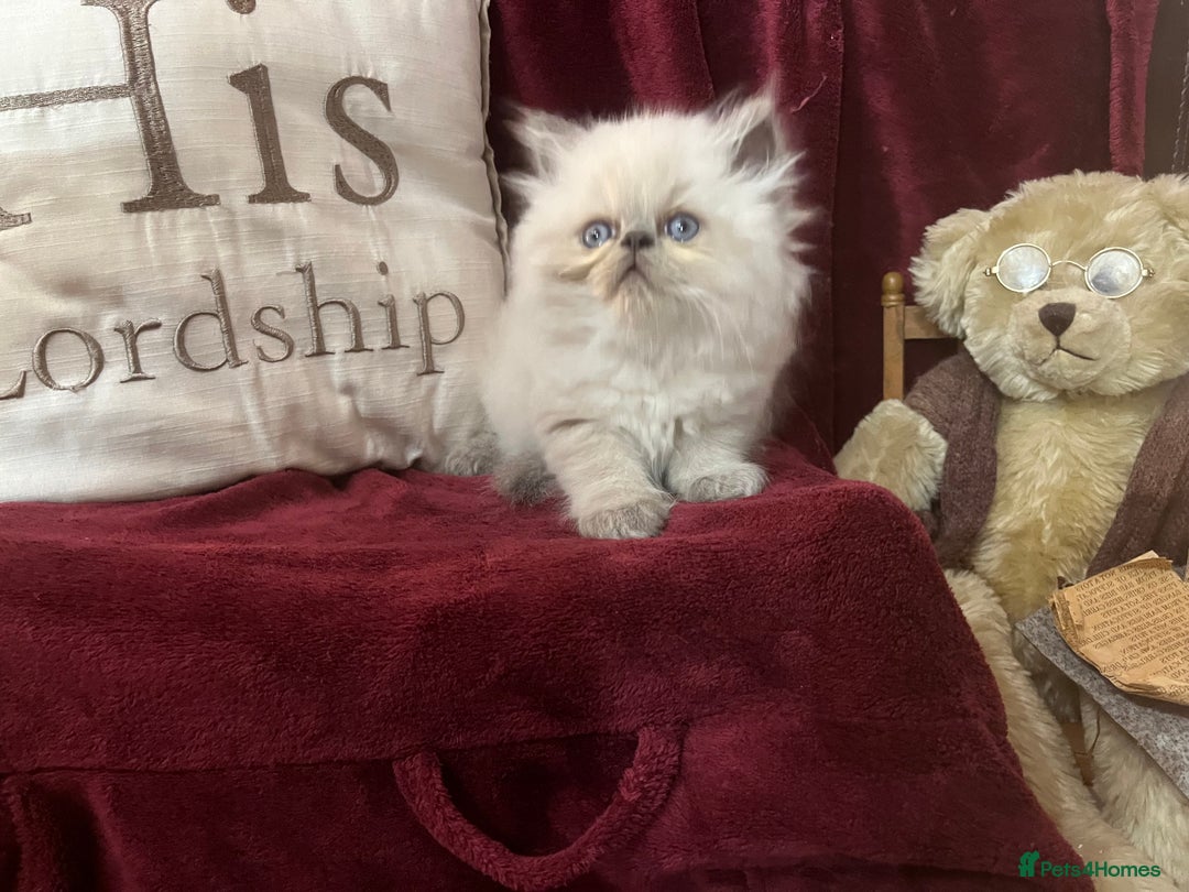 Persian cats for sale: Last kitten Ready Sat. Affectionate Persian Boy 🐾 - Image 19