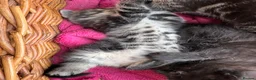 Maine Coon cats for sale: 1/2 Maine Coon Tabby, Grey Tabby and Black Kittens - Advert 4