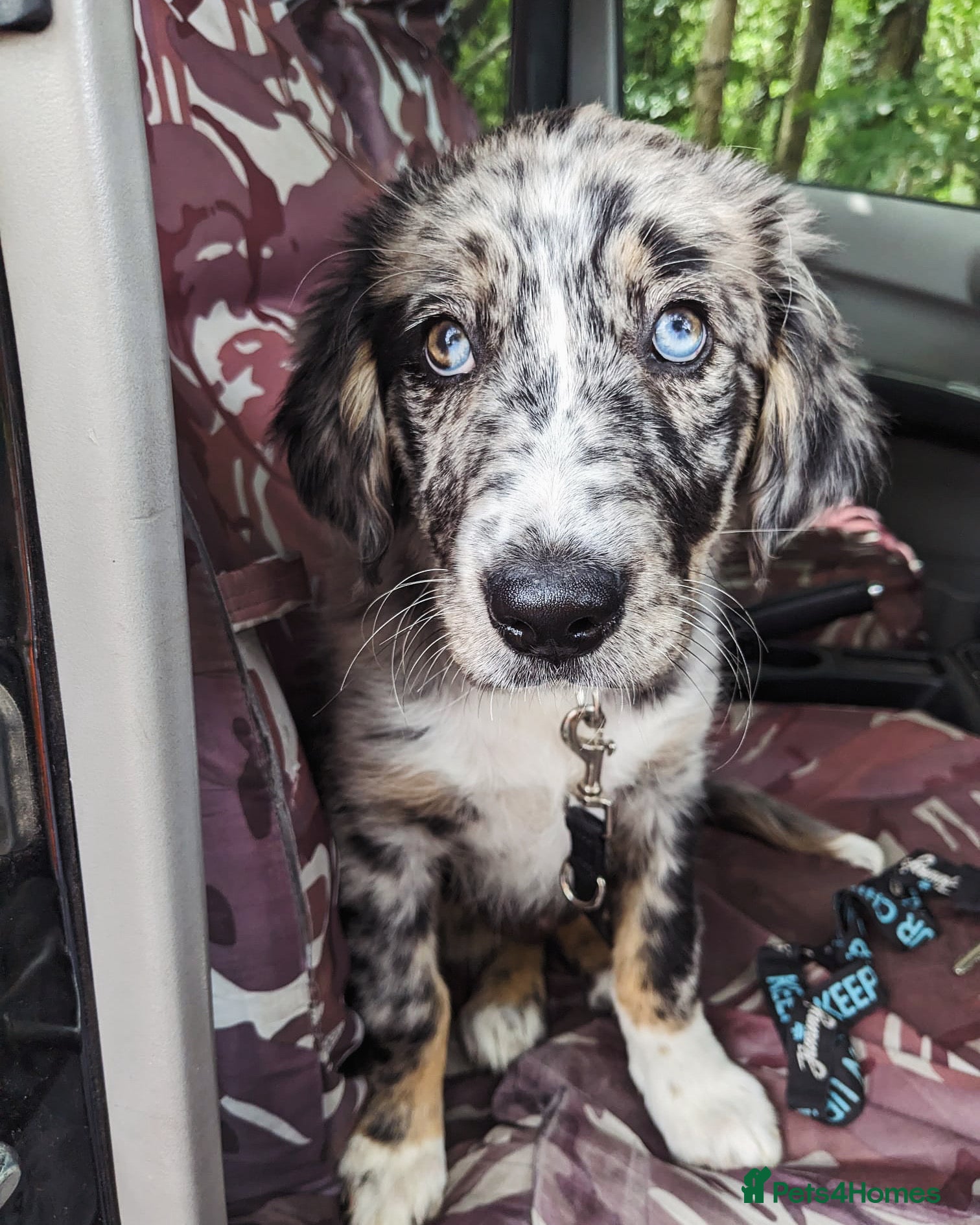 Mixed Breed dogs for sale: Coltriever puppy’s coming VERY SOON!  - Advert 3