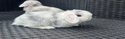 Mini Lop rabbits for sale: PURE bred baby mini lops  - Advert 3