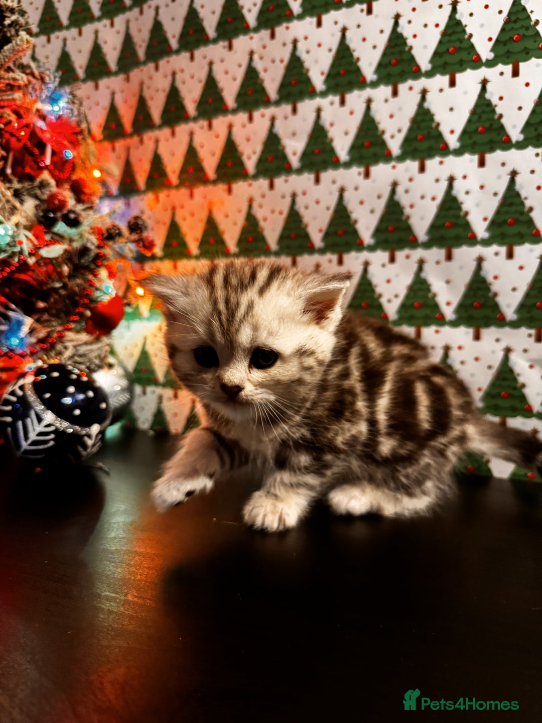 Scottish Fold cats for sale: 4 Beautiful Scottish Fold Kittens - Advert 18