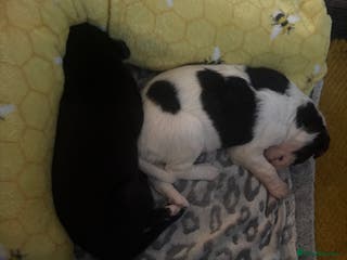 Whippet dogs Whippet puppies - Advert 6