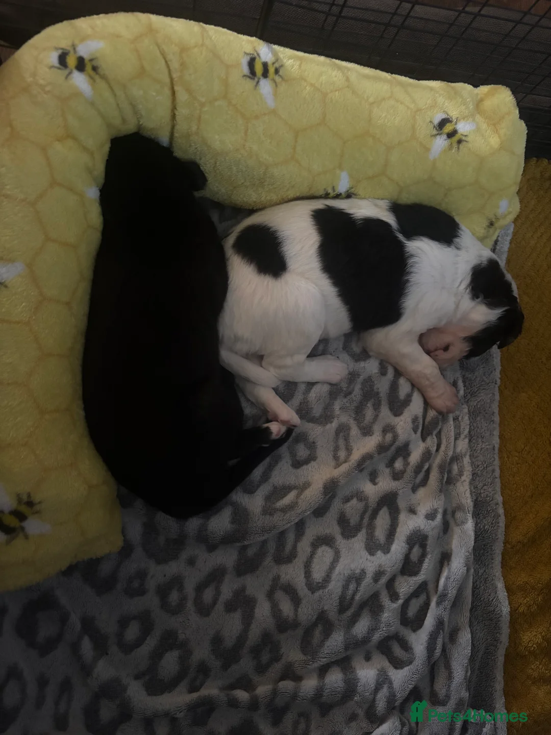 Mixed Breed dogs for sale: Whippet puppies  - Advert 9