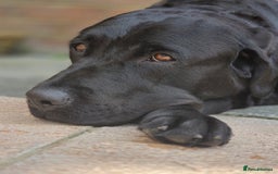Labrador Retriever dogs for sale: 💫Stunning chocolate and black labrador pups 💫 - Image 18