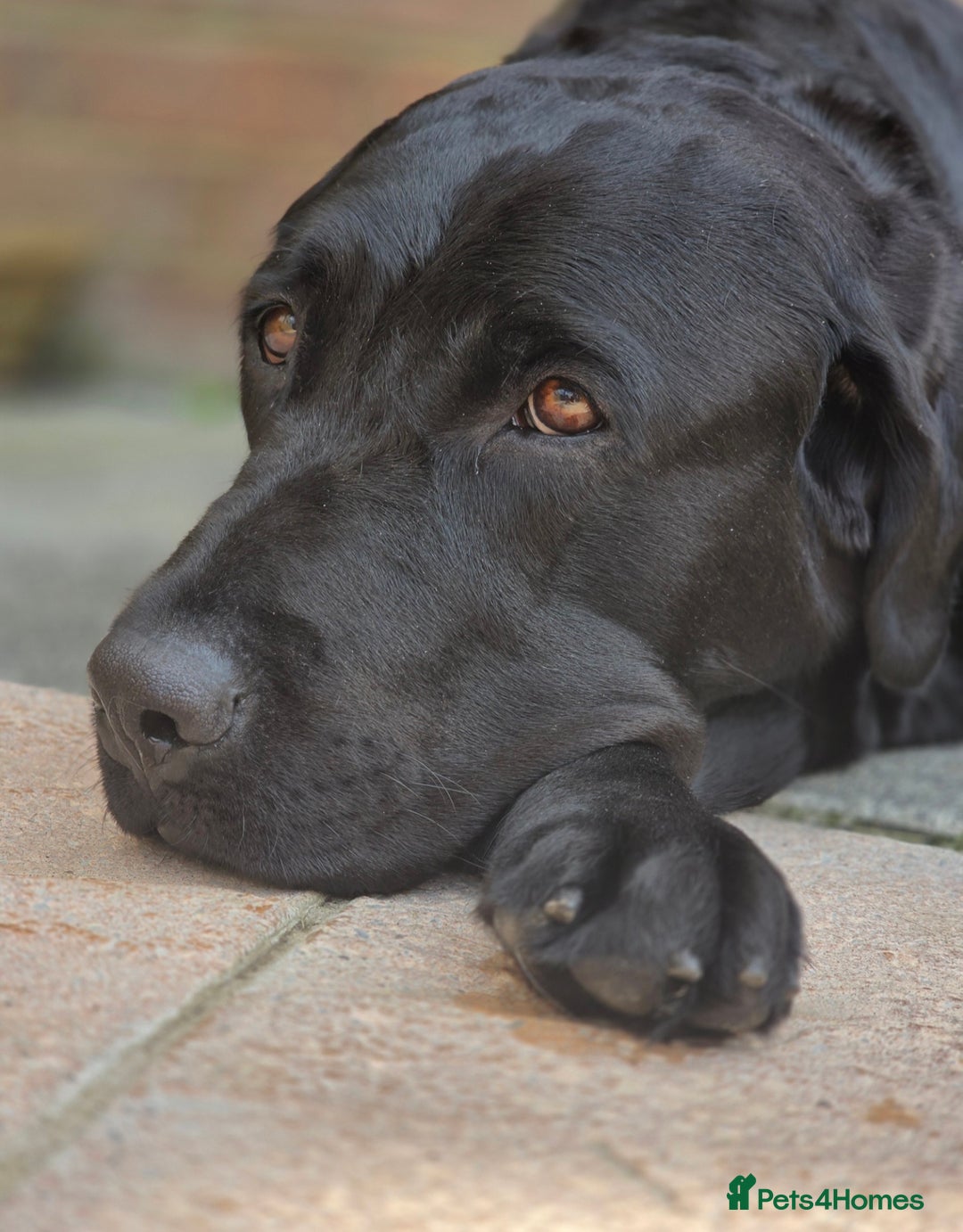 Labrador Retriever dogs for sale: 💫Stunning chocolate and black labrador pups 💫 - Image 18