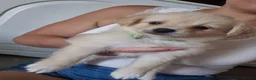 Mixed Breed dogs for sale: Jack russell x pomeranian  - Advert 7