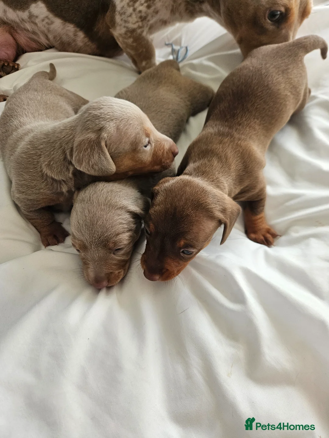 Dachshund dogs for sale: Beautiful puppies for sale in Kidderminster - Advert 5