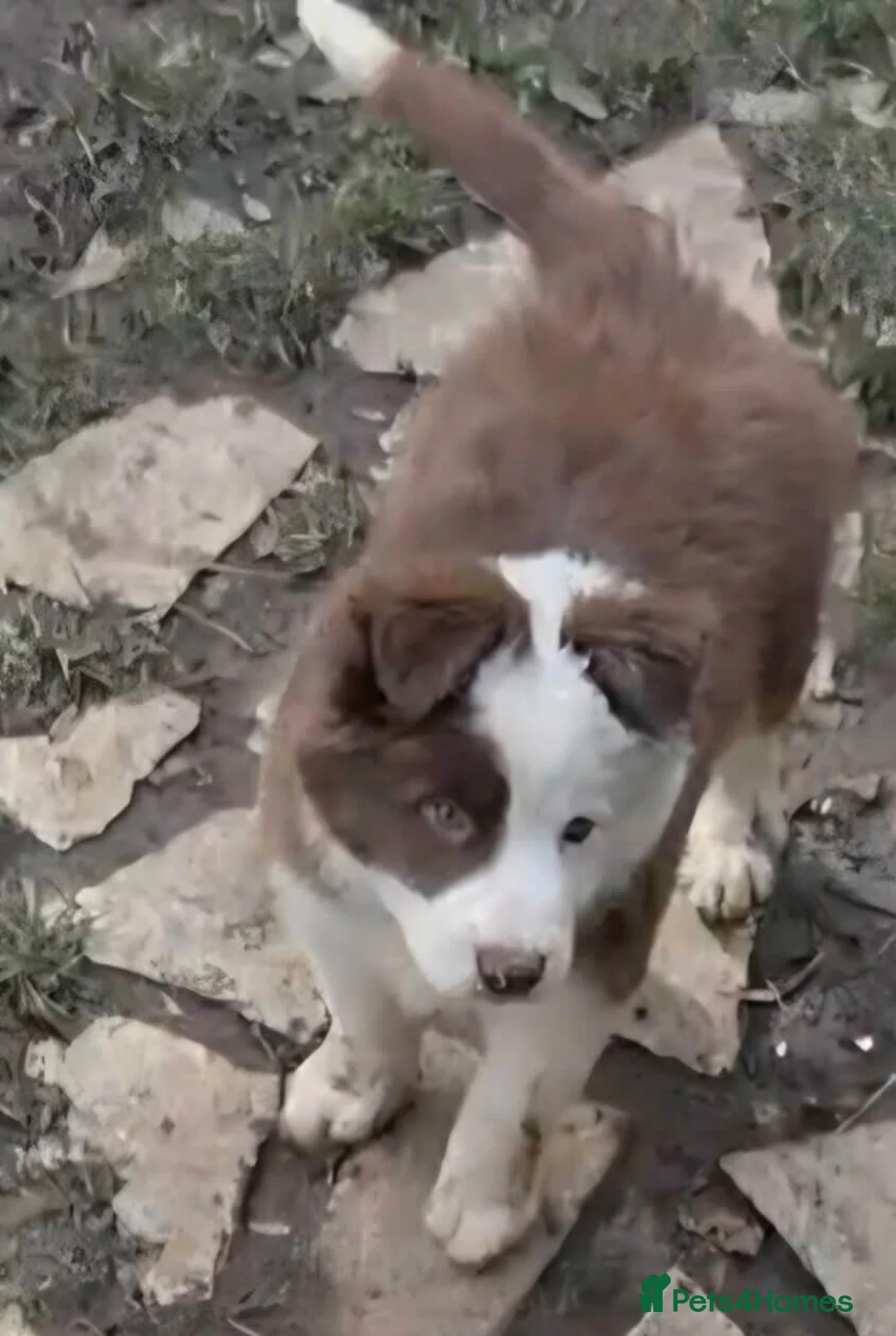 Border Collie dogs for sale: Brown and white border collie  in Newton Abbot - Advert 2