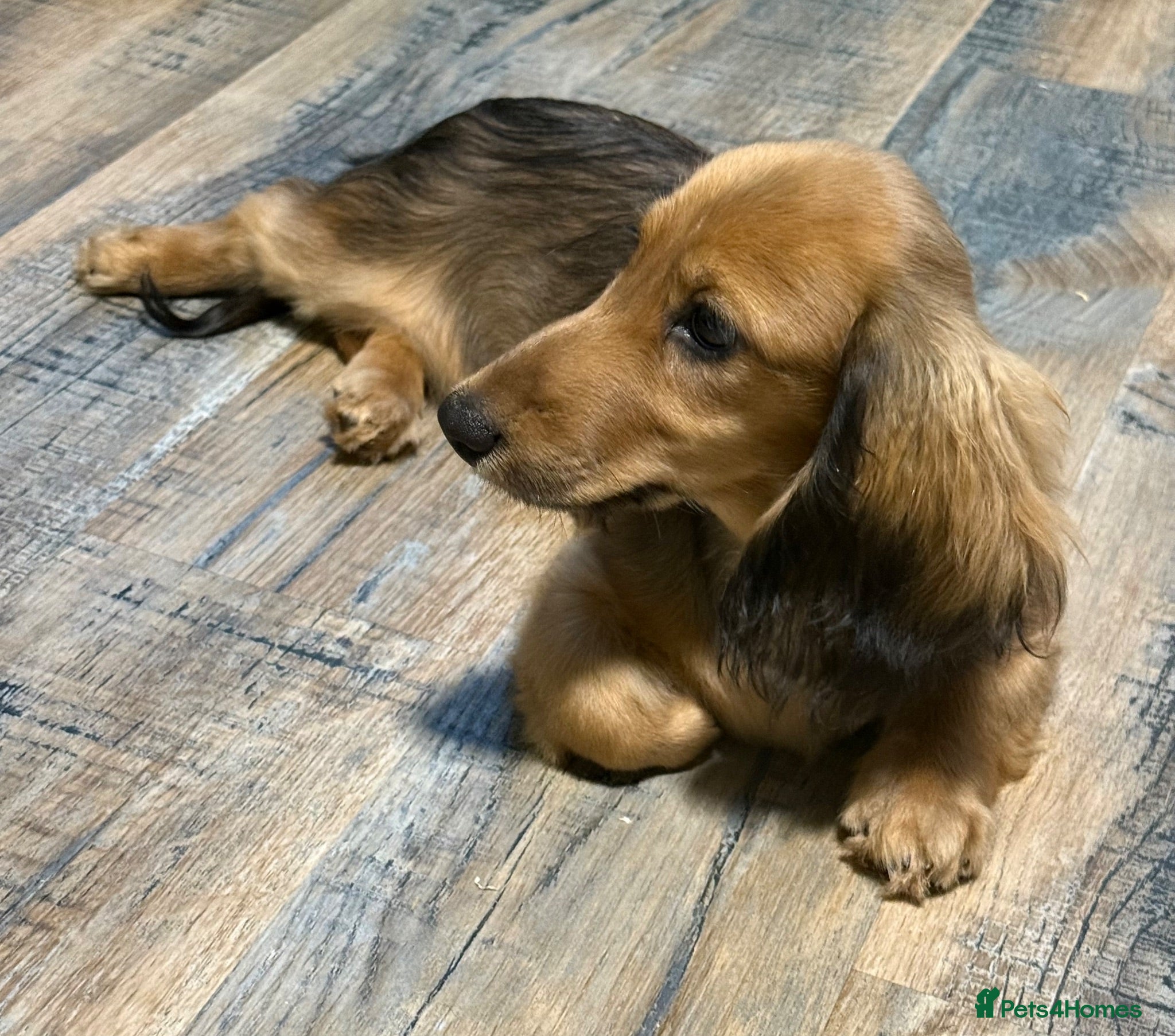 Miniature Dachshund dogs Kc registered miniature longhaired dachshunds   - Advert 2