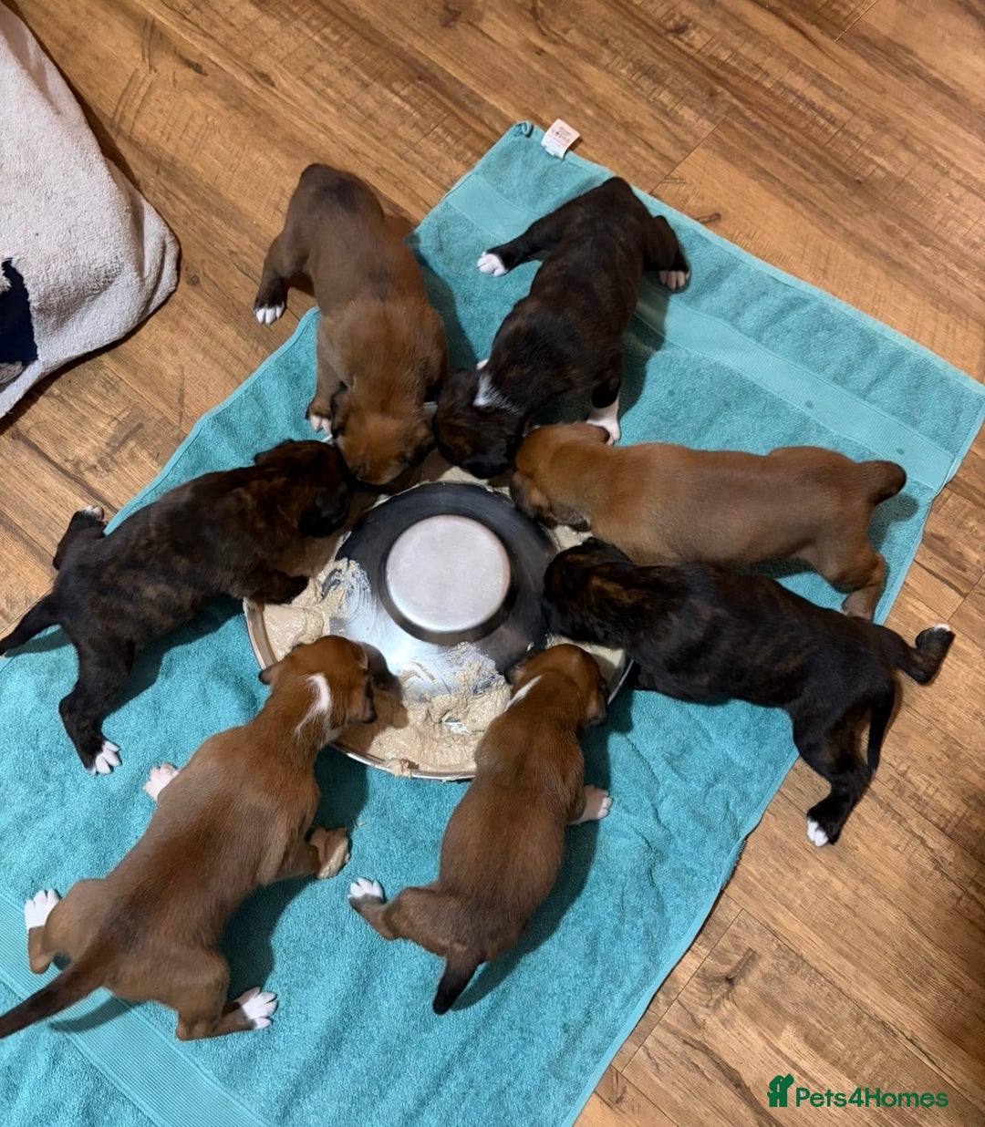 Boxer dogs for sale:  ⭐️ Fully health checked KC registered ⭐️ - Advert 14