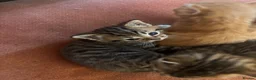 Mixed Breed cats for sale: Sweet tabby kittens (2 boys, 1girl) - Advert 14
