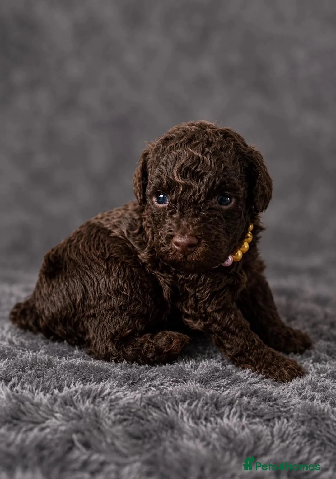 Toy Poodle dogs for sale: Lovely Puppies – Raised With Love in Hebburn - Advert 2