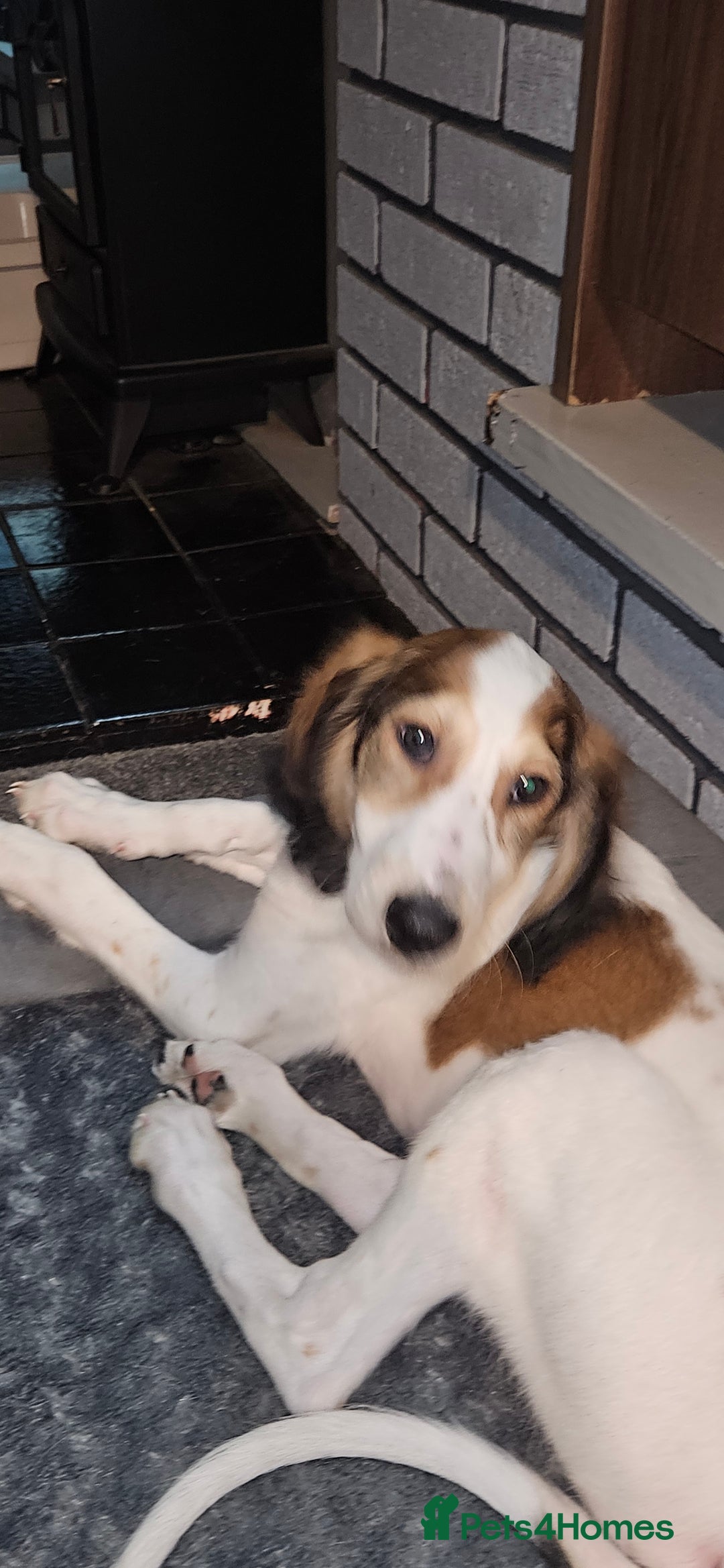 Saluki dogs for sale: Reduced registered saluki pup - Advert 10