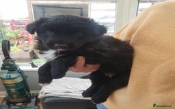 Mixed Breed dogs for sale: German Shepherd x collie - Image 8