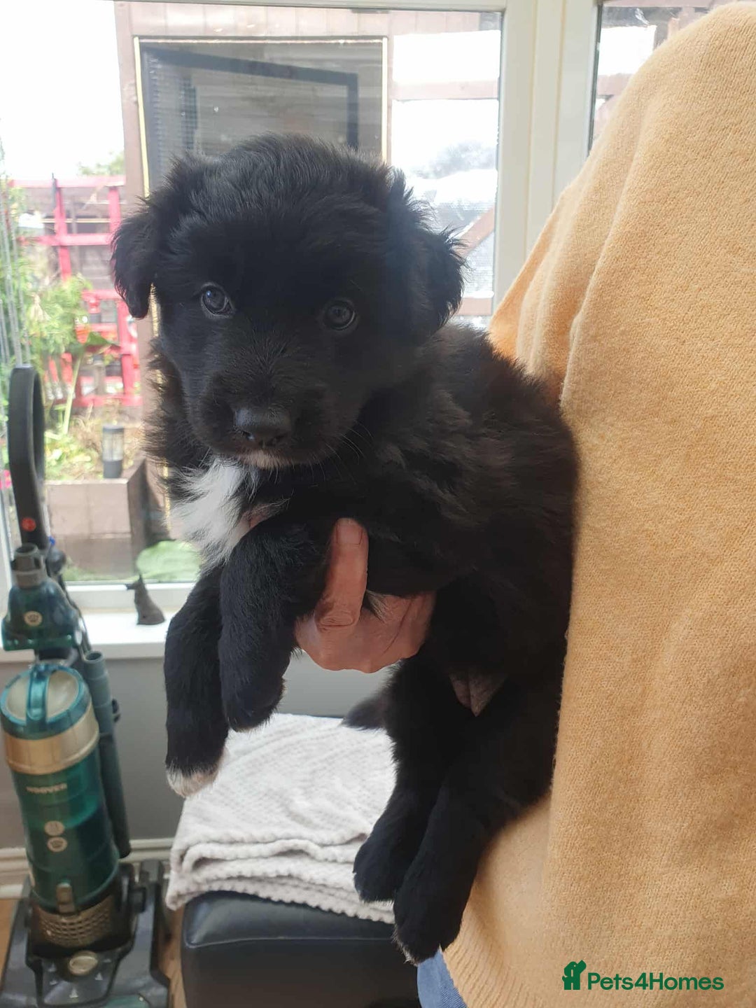 Mixed Breed dogs for sale: German Shepherd x collie - Image 8