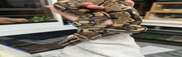 Mixed Breed reptiles for sale: Loads of snakes for rehome!  - Advert 6