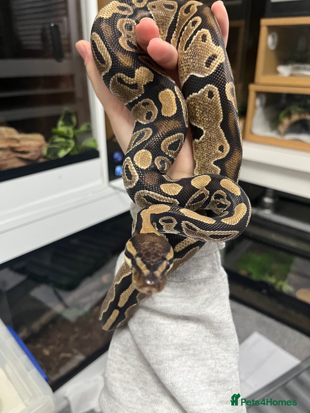 Mixed Breed reptiles for sale: Loads of snakes for rehome!  - Advert 6