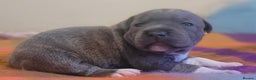 Staffordshire Bull Terrier dogs for sale: Kc Blue Staff pups - Advert 11