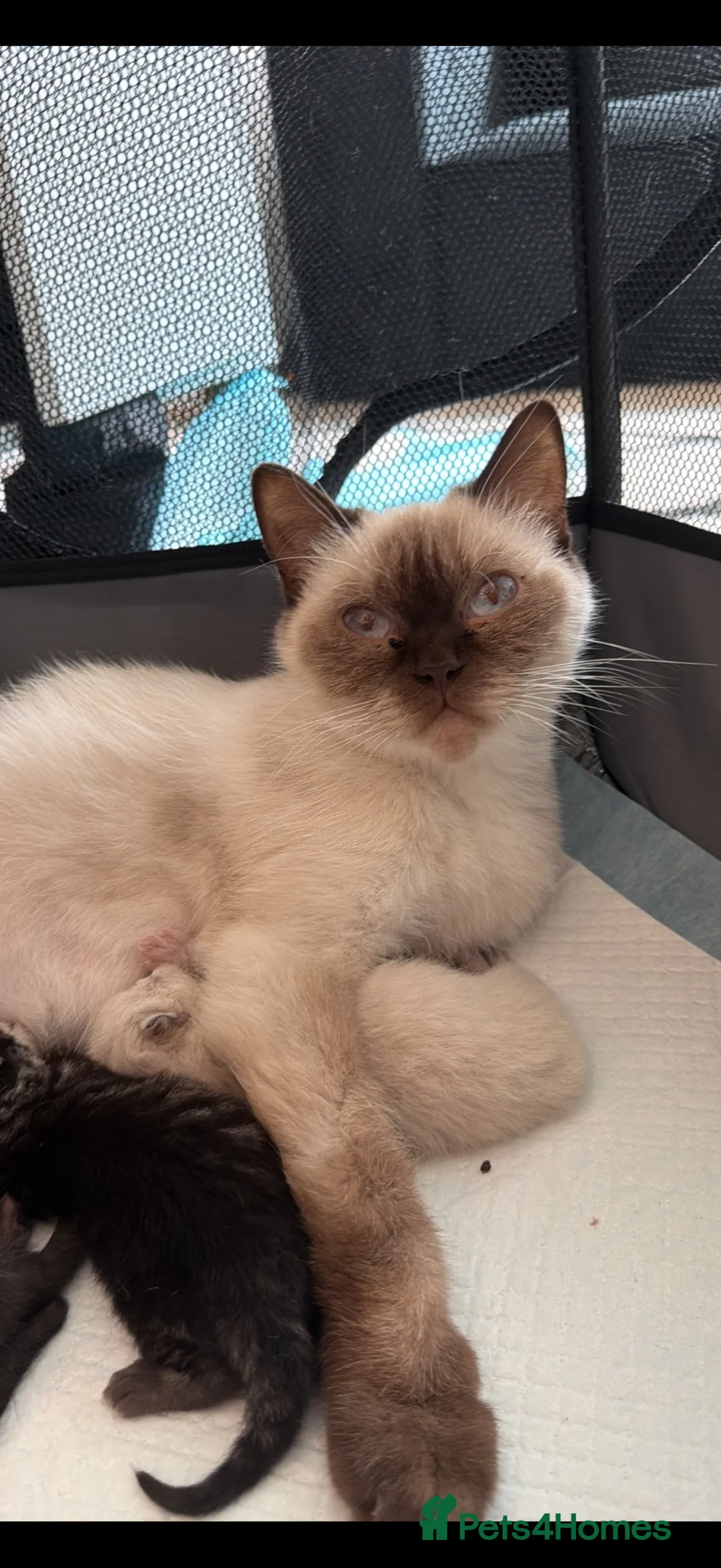 British Shorthair cats for sale: British shorthaired available  - Advert 1