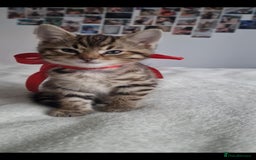 Bengal cats for sale: Pedigree bengal kittens available from 18/11/2025 - Advert 18