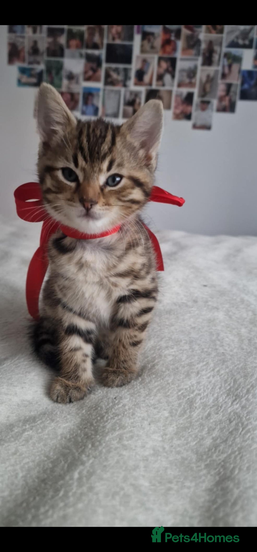 Bengal cats for sale: Pedigree bengal kittens available from 18/11/2025 - Advert 18