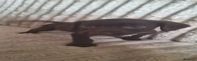 Cocker-Terripoo