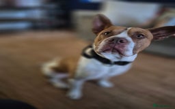 Mixed Breed dogs for sale: MALE FOR REHOMING - Image 8