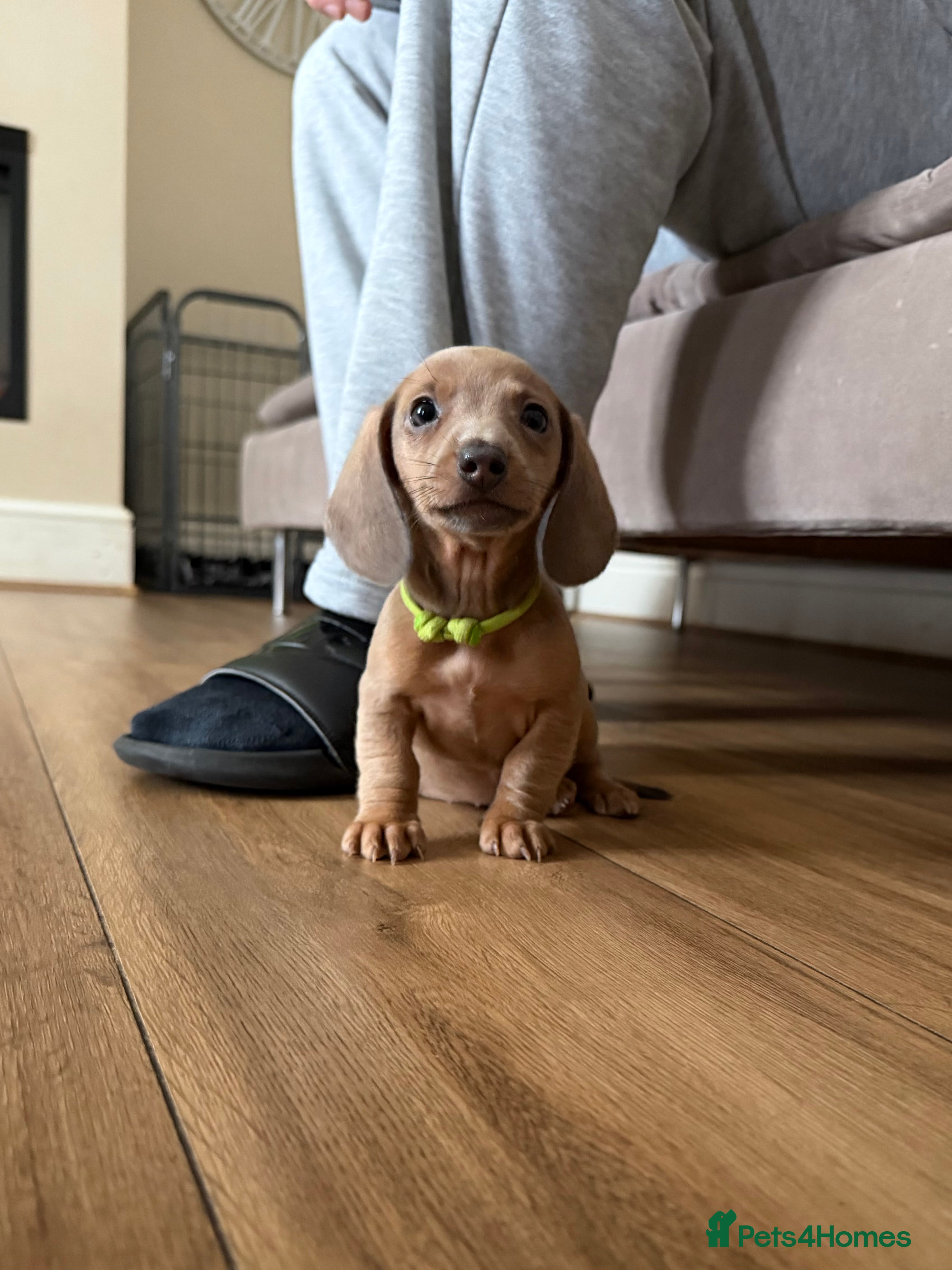 Miniature Dachshund dogs Tiny Kaninchen dachshunds  - Advert 1