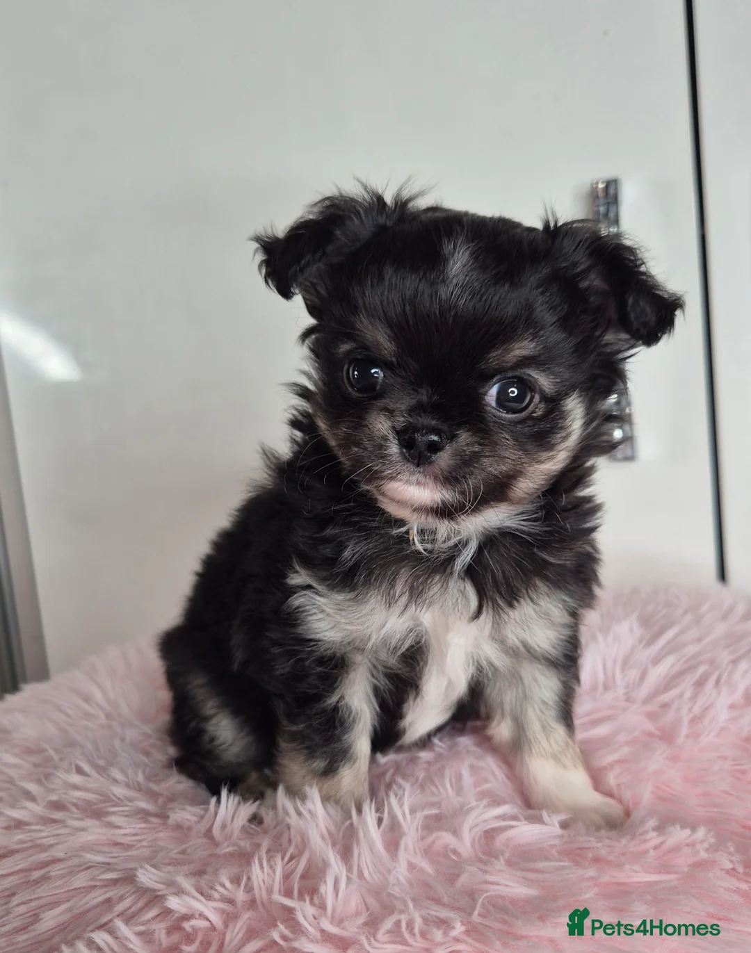 Chihuahua dogs for sale: KC registered tiny Chihuahua puppies  - Advert 11