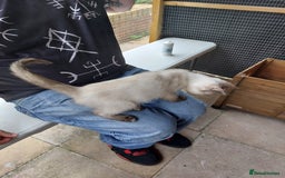Ragdoll cats for sale: 1 beautiful 3 quarter ragdoll girl in Bedford - Image 10