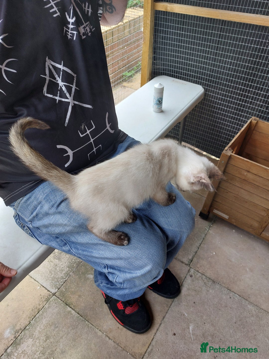 Ragdoll cats for sale: 1 beautiful 3 quarter ragdoll girl in Bedford - Image 10