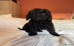 Cockapoo dogs for sale: Adorable cockapoo puppies  - Image 11