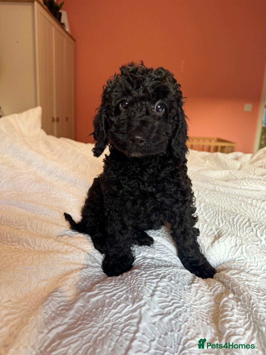 Cockapoo dogs for sale: Adorable cockapoo puppies  - Image 11