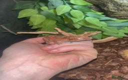 Gecko reptiles for sale: Gargoyle gecko  - Image 3