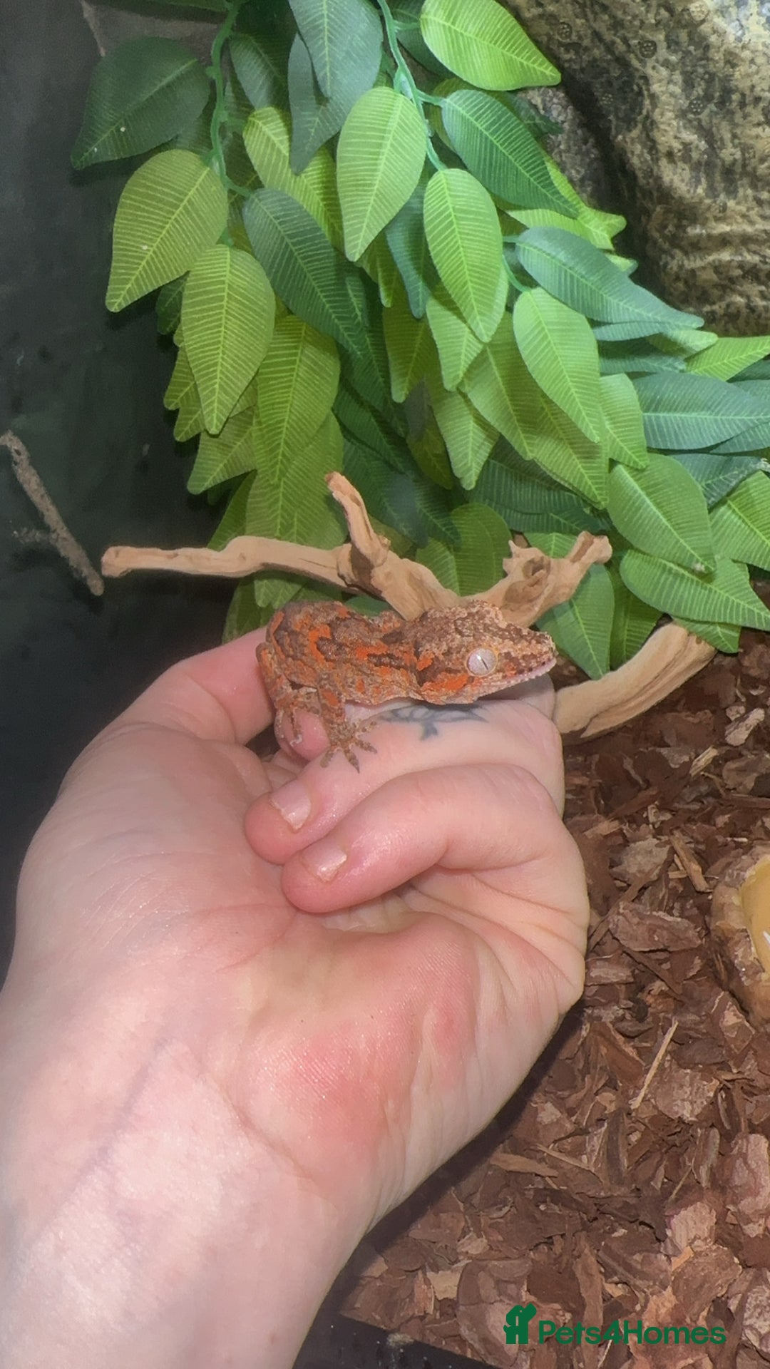 Gecko reptiles for sale: Gargoyle gecko  - Image 3
