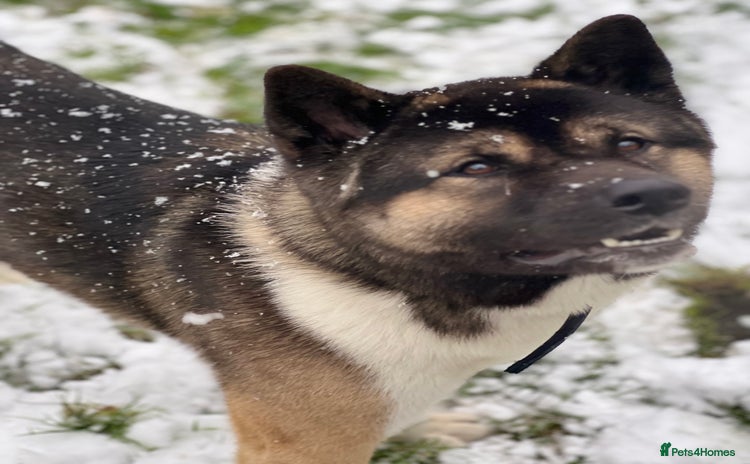 Akita dogs in Birmingham - Advert 1