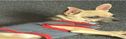 Chihuahua dogs for sale: 🐾 LOVING FOREVER HOME WANTED FOR SOBY 🐾 in Coventry - Advert 7