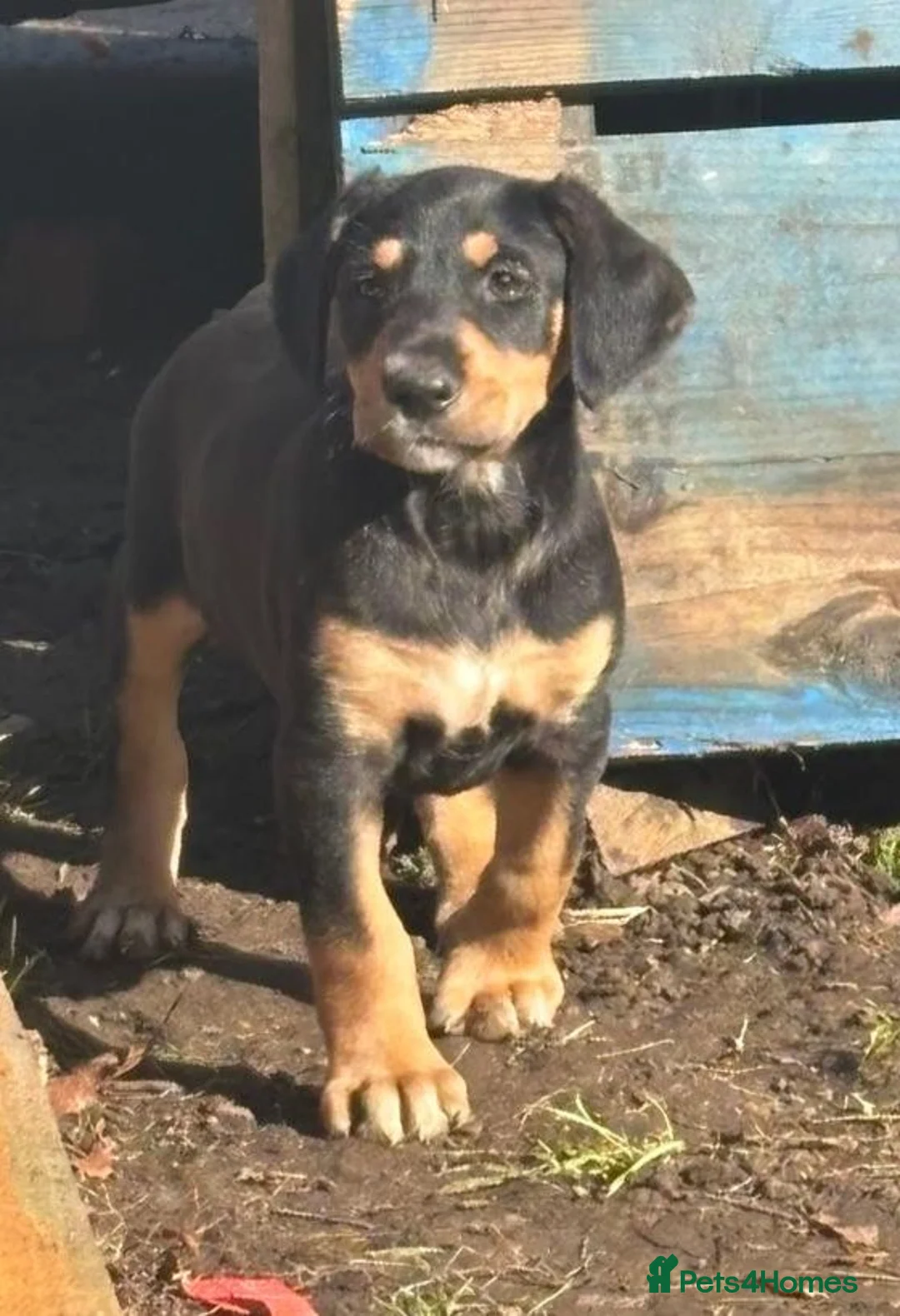 Mixed Breed dogs for sale: Lurcher x dobermen in Doncaster - Advert 29