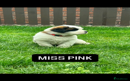 Saint Bernard dogs for sale: Stunning kc Saint Bernard puppies  - Image 8