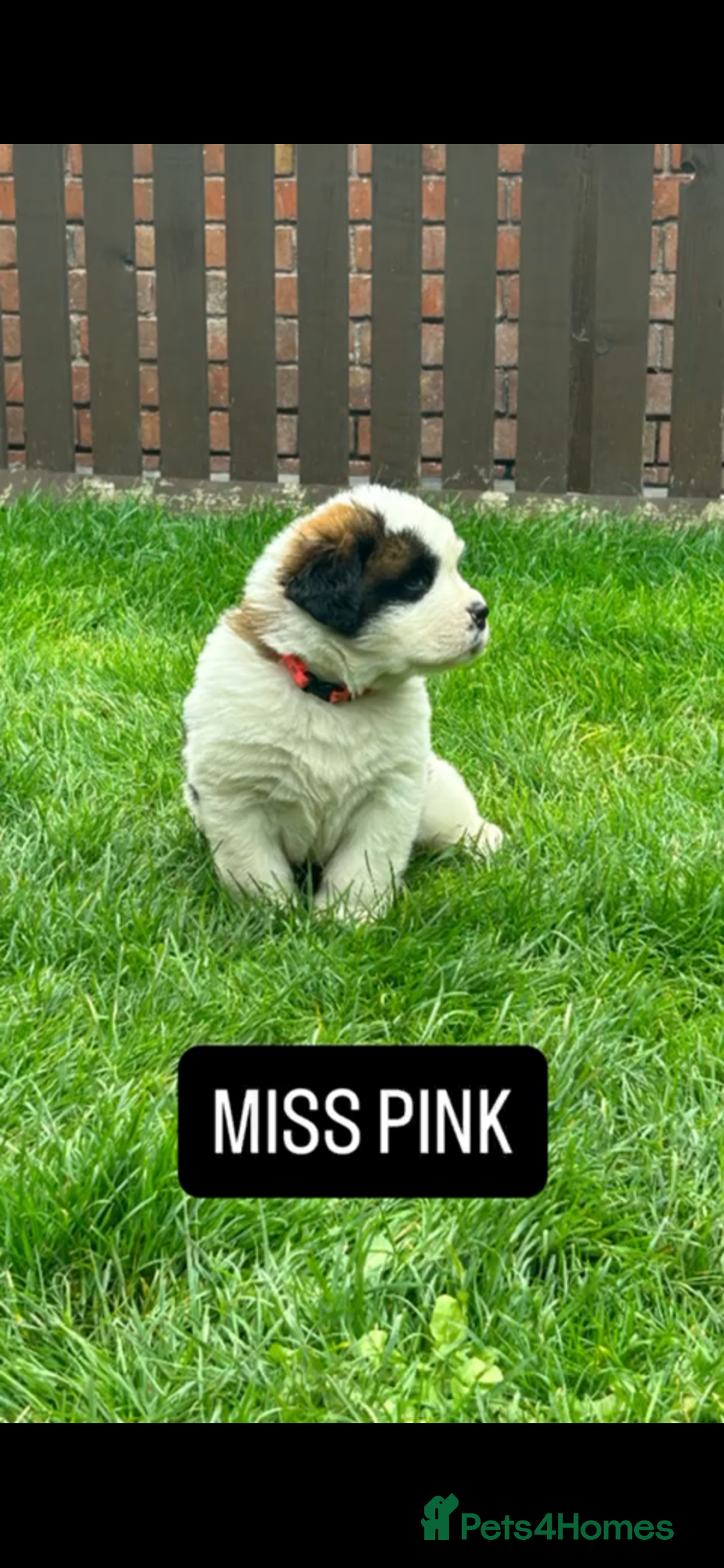 Saint Bernard dogs for sale: Stunning kc Saint Bernard puppies  - Image 8