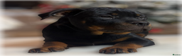 Rottweiler dogs for sale: ROTTWEILER PUPPIES. KC REGISTERED. FREE INSURANCE. - Advert 23