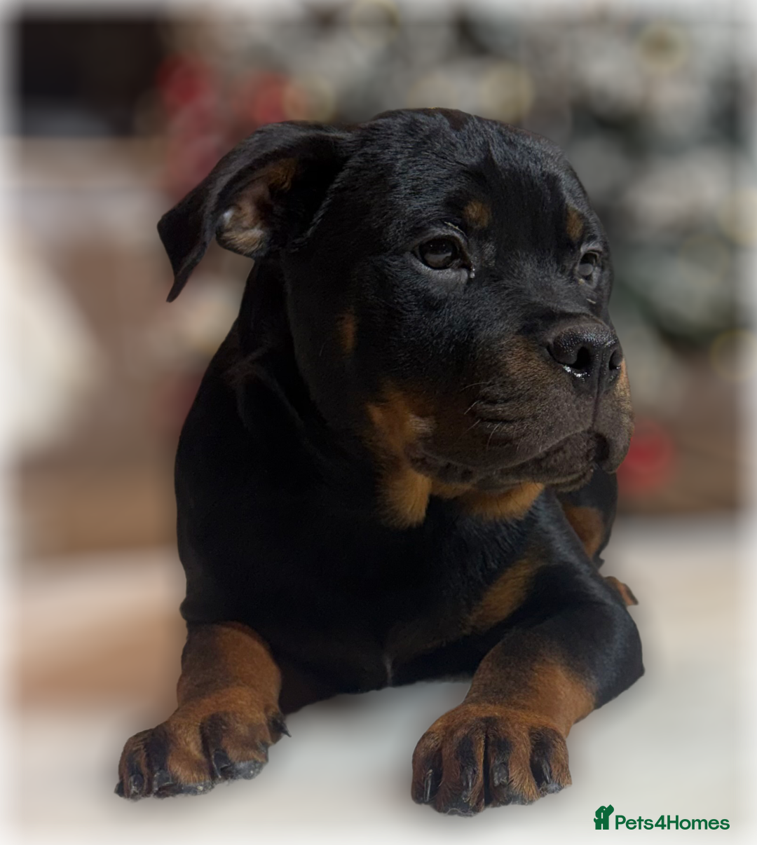 Rottweiler dogs for sale: ROTTWEILER PUPPIES. KC REGISTERED. FREE INSURANCE. - Advert 23