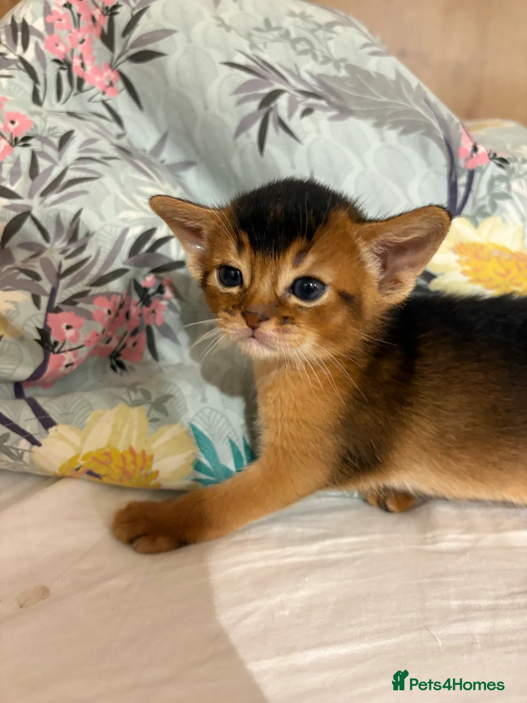 Abyssinian cats for sale: Abyssinian champion line kittens🏆 - Advert 6