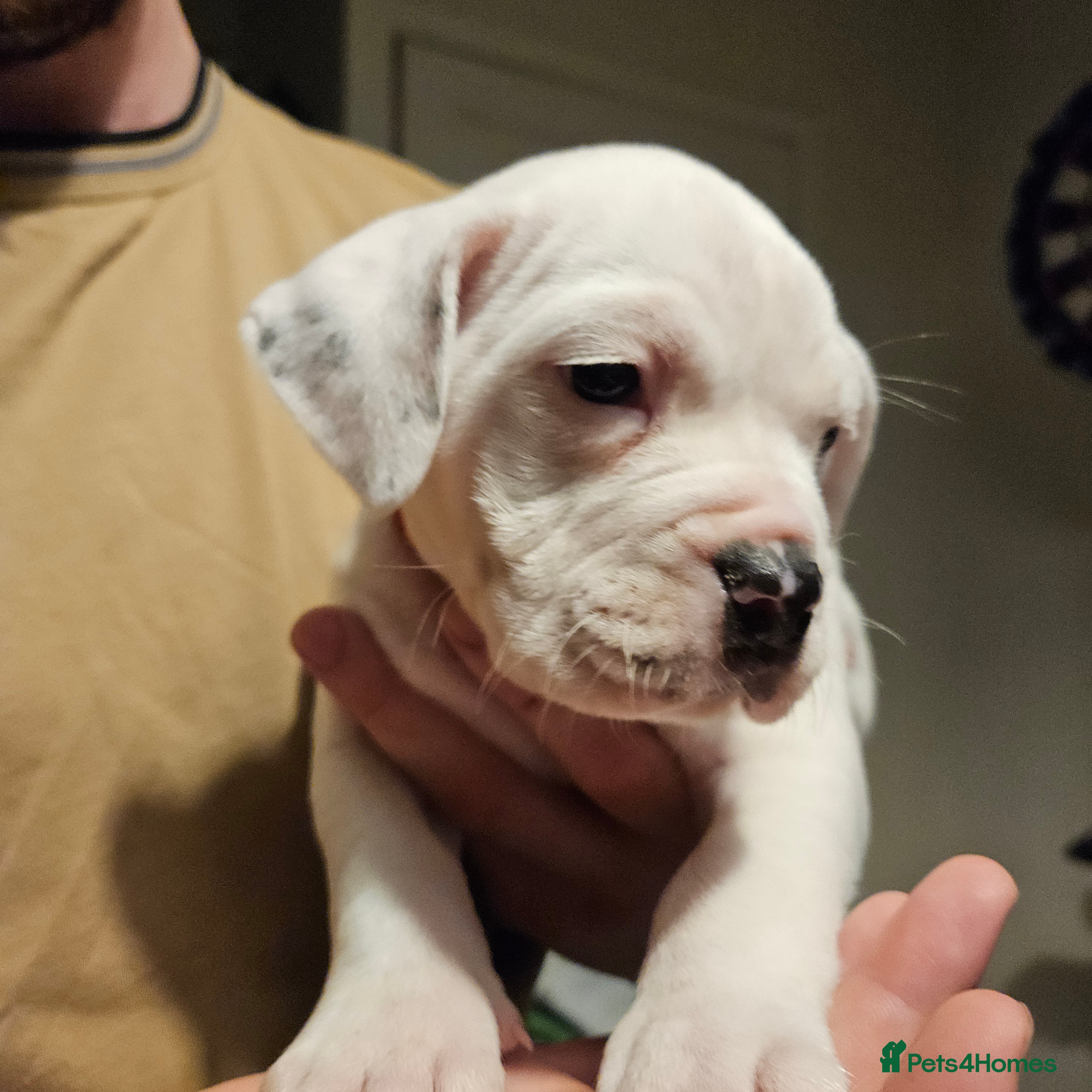 Mixed Breed dogs Staffie spaniel X old English bulldog  - Advert 10