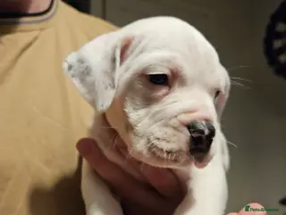 Mixed Breed dogs Staffie spaniel X old English bulldog - Advert 10