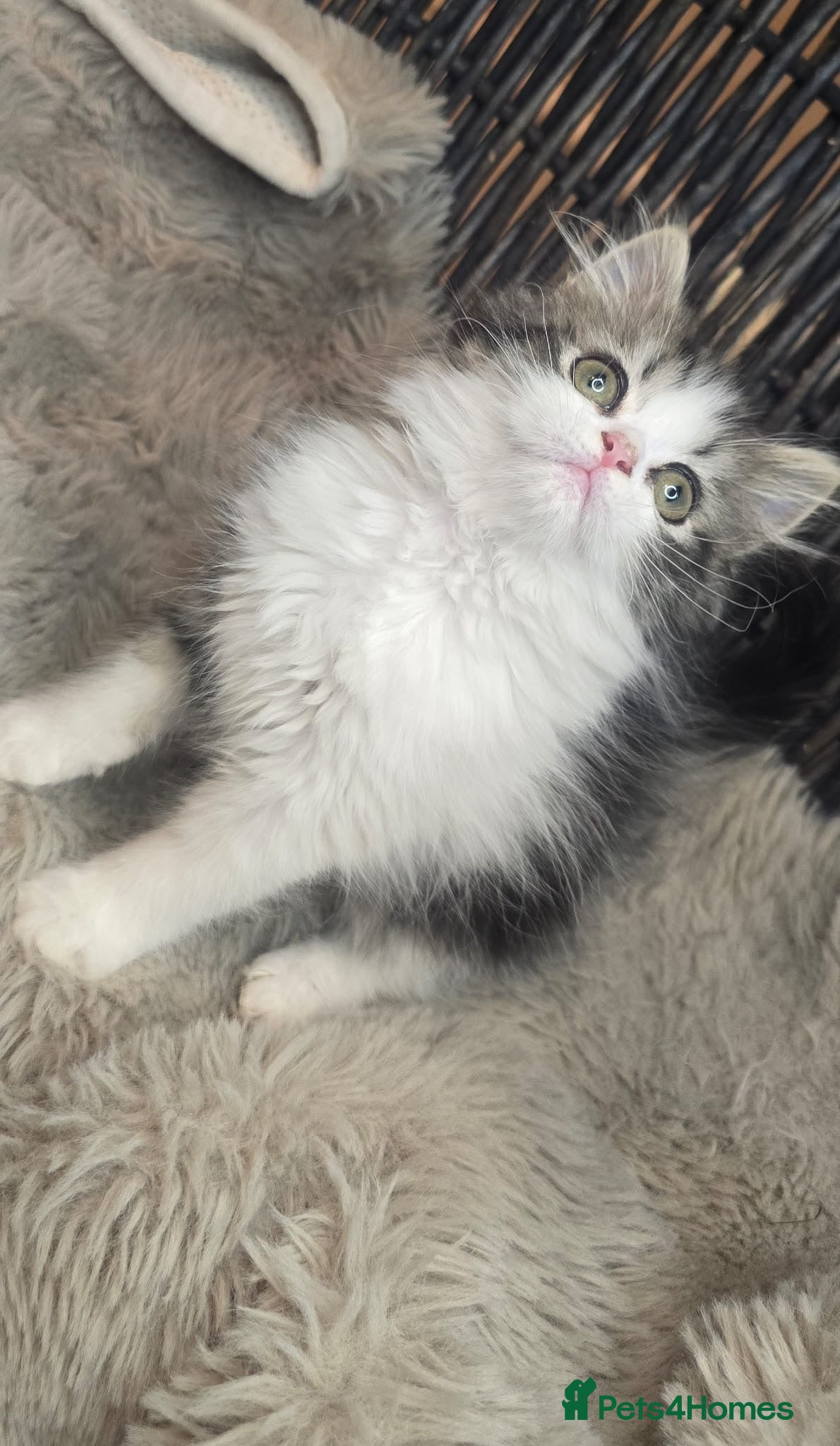 Persian cats Beautiful Persian babies available now  - Advert 12