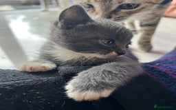 British Shorthair cats for sale: Stunning blue kittens  - Image 6