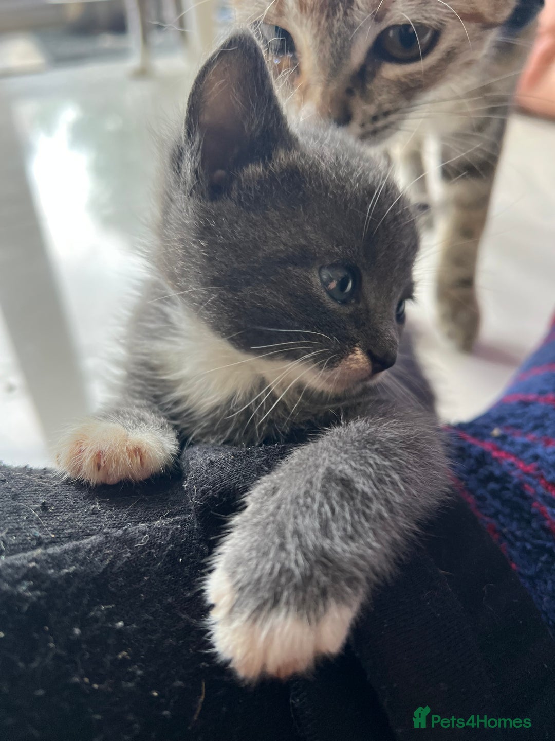 British Shorthair cats for sale: Stunning blue kittens  - Image 6