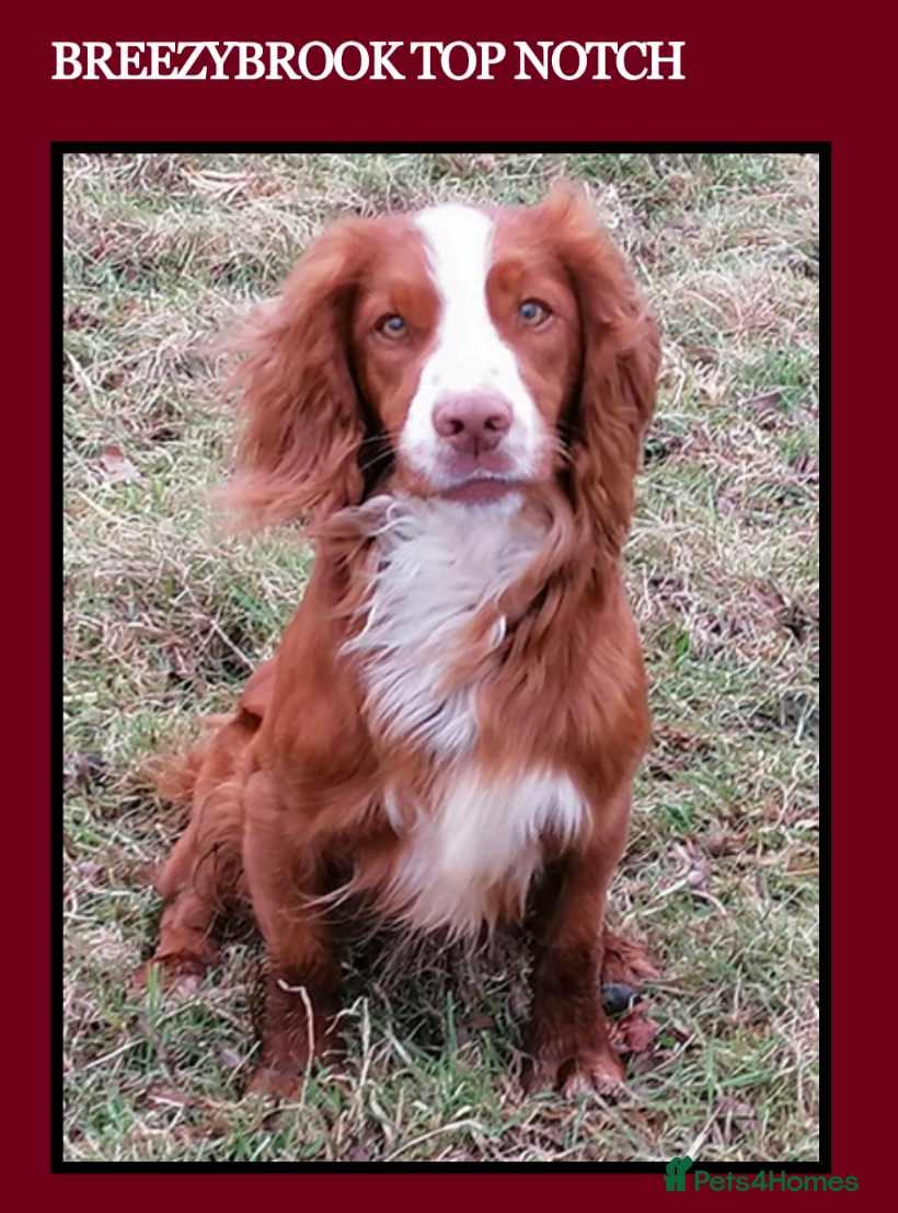 Cocker Spaniel dogs Beautiful KC Registered Cocker Spaniels 2 - Advert 2
